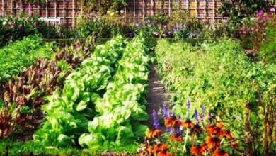 permaculture garden