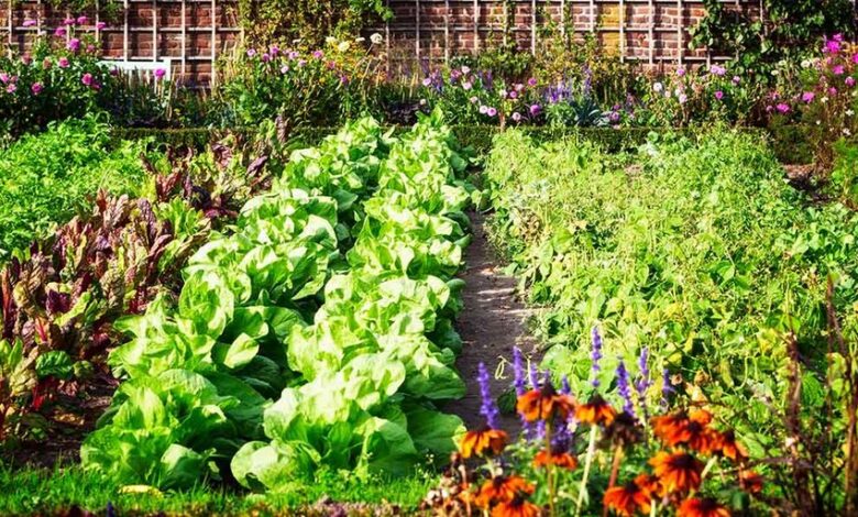 permaculture garden